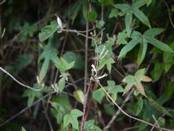 Image of Elaeagnus conferta Roxb.