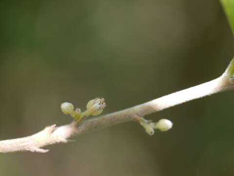 Image of Dichapetalum gelonioides (Roxb.) Engl.