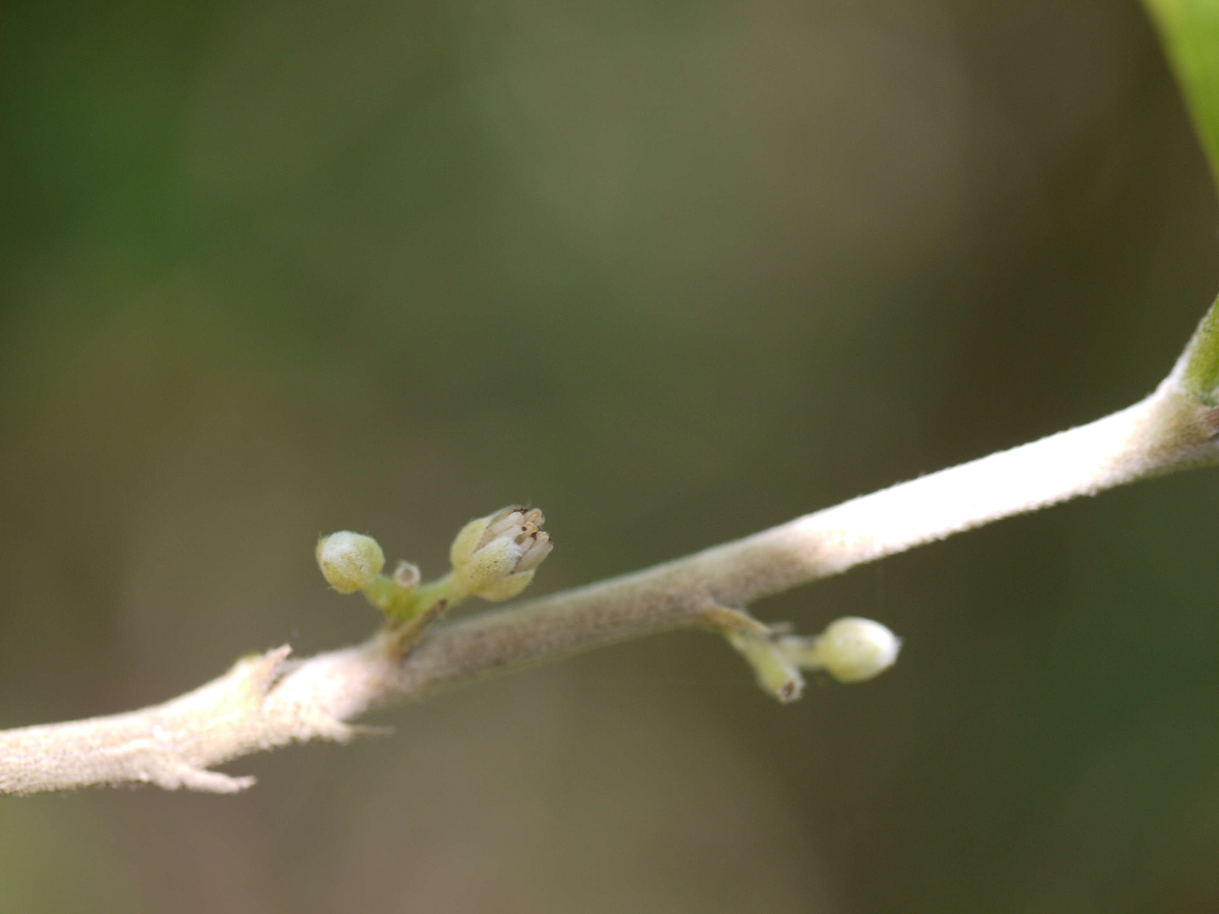 Imagem de Dichapetalum gelonioides (Roxb.) Engl.