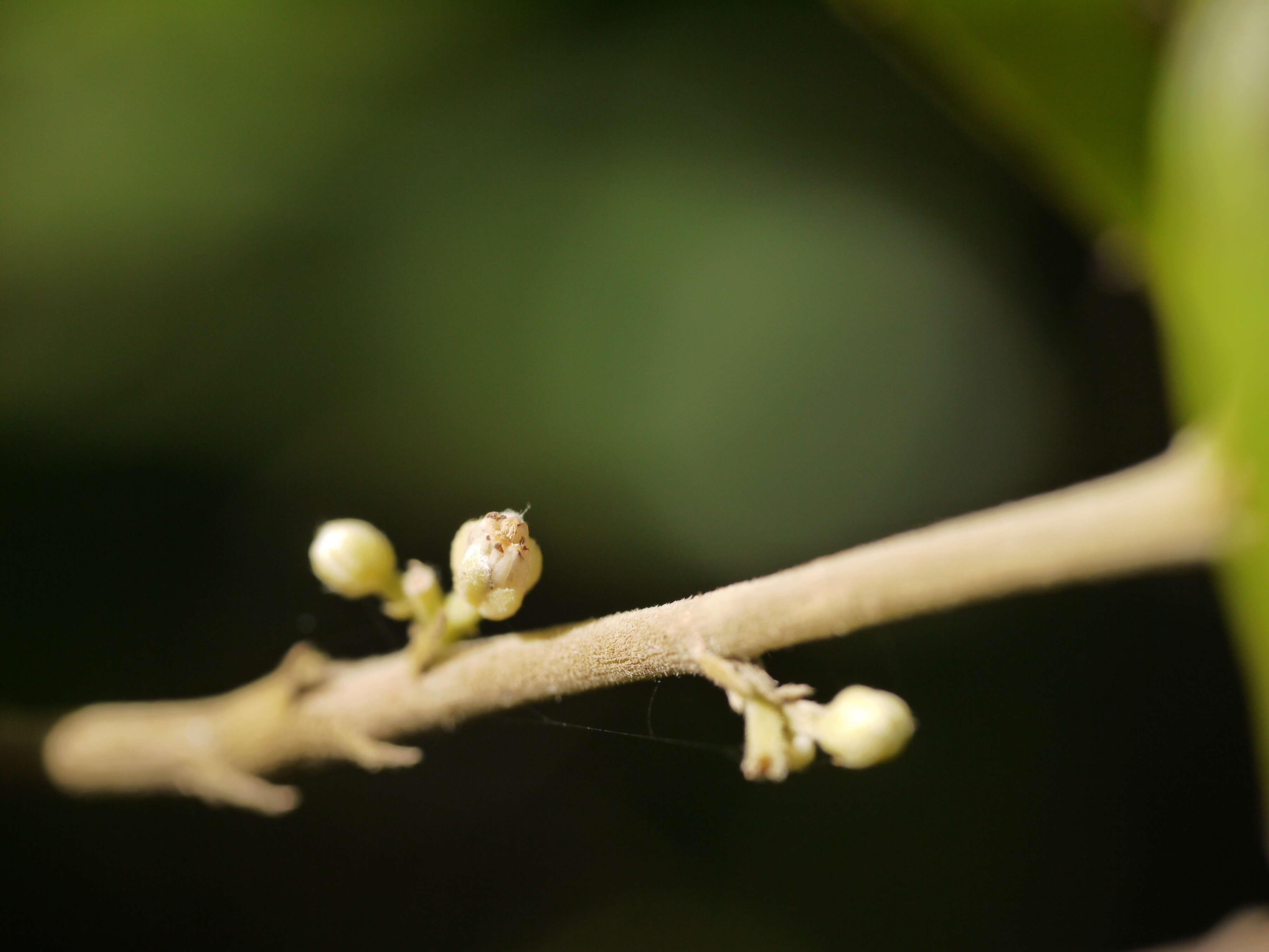 Imagem de Dichapetalum gelonioides (Roxb.) Engl.