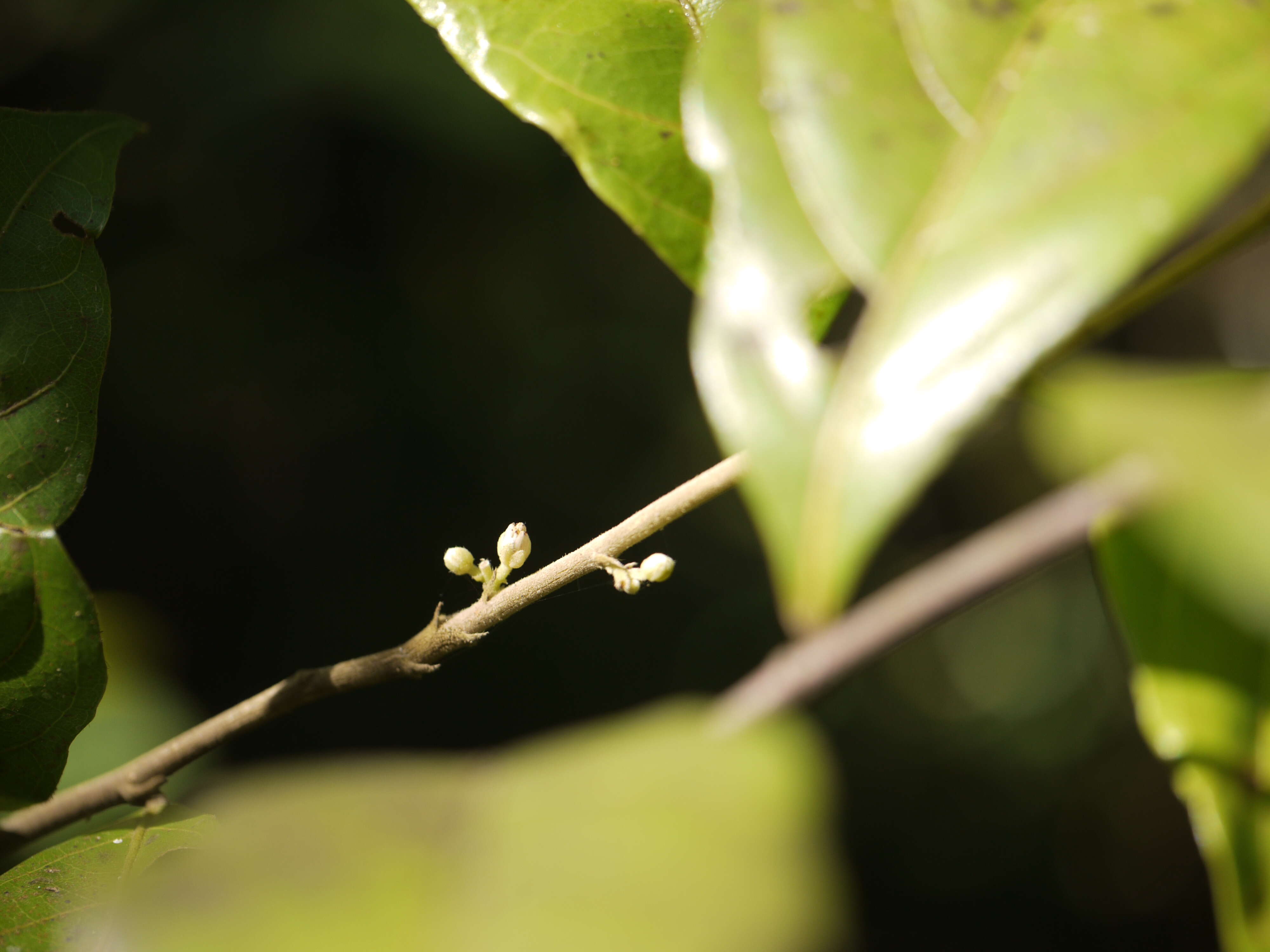 Imagem de Dichapetalum gelonioides (Roxb.) Engl.