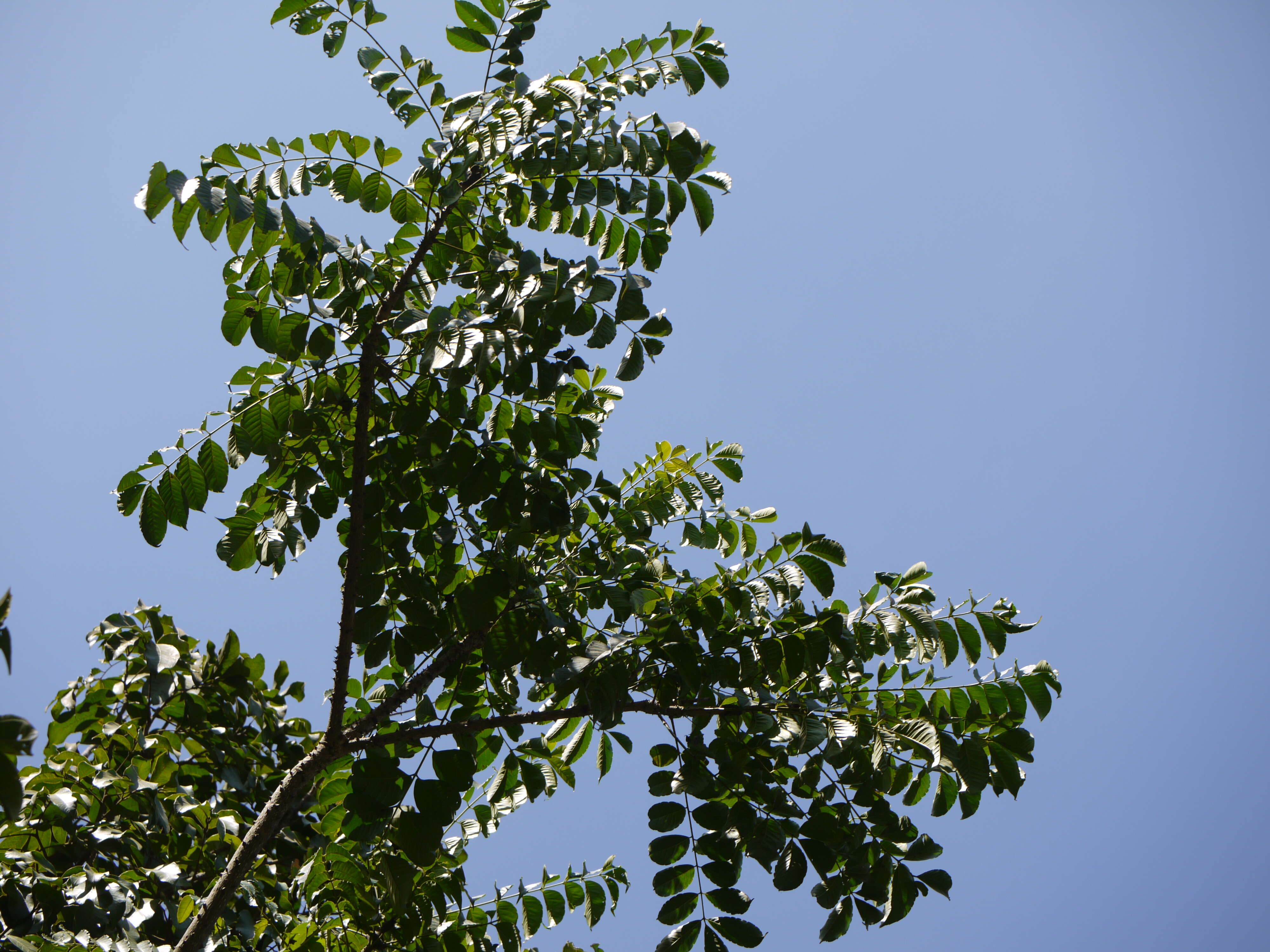 Image of Zanthoxylum rhetsa (Roxb.) DC.