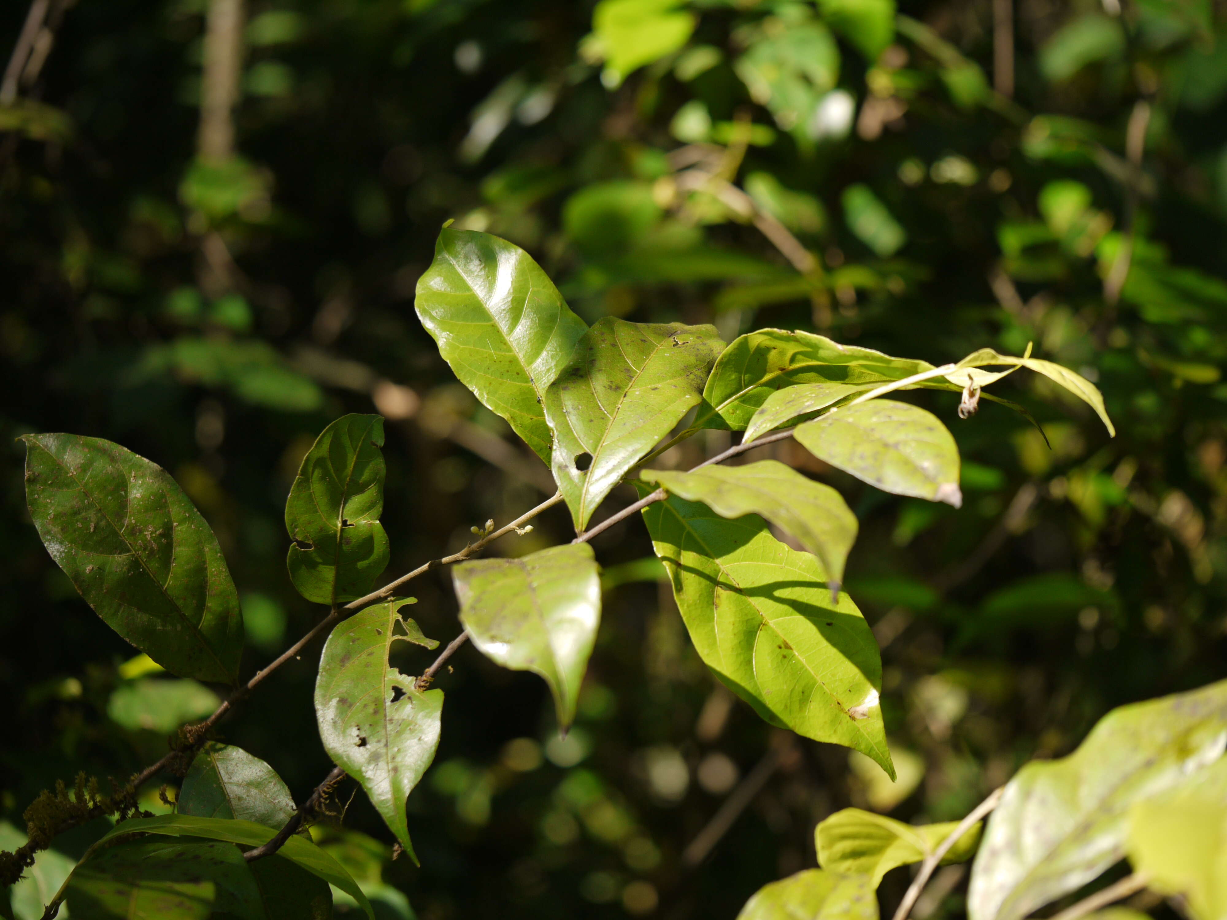 Imagem de Dichapetalum gelonioides (Roxb.) Engl.