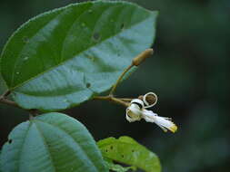 Image of Grewia umbellifera Bedd.