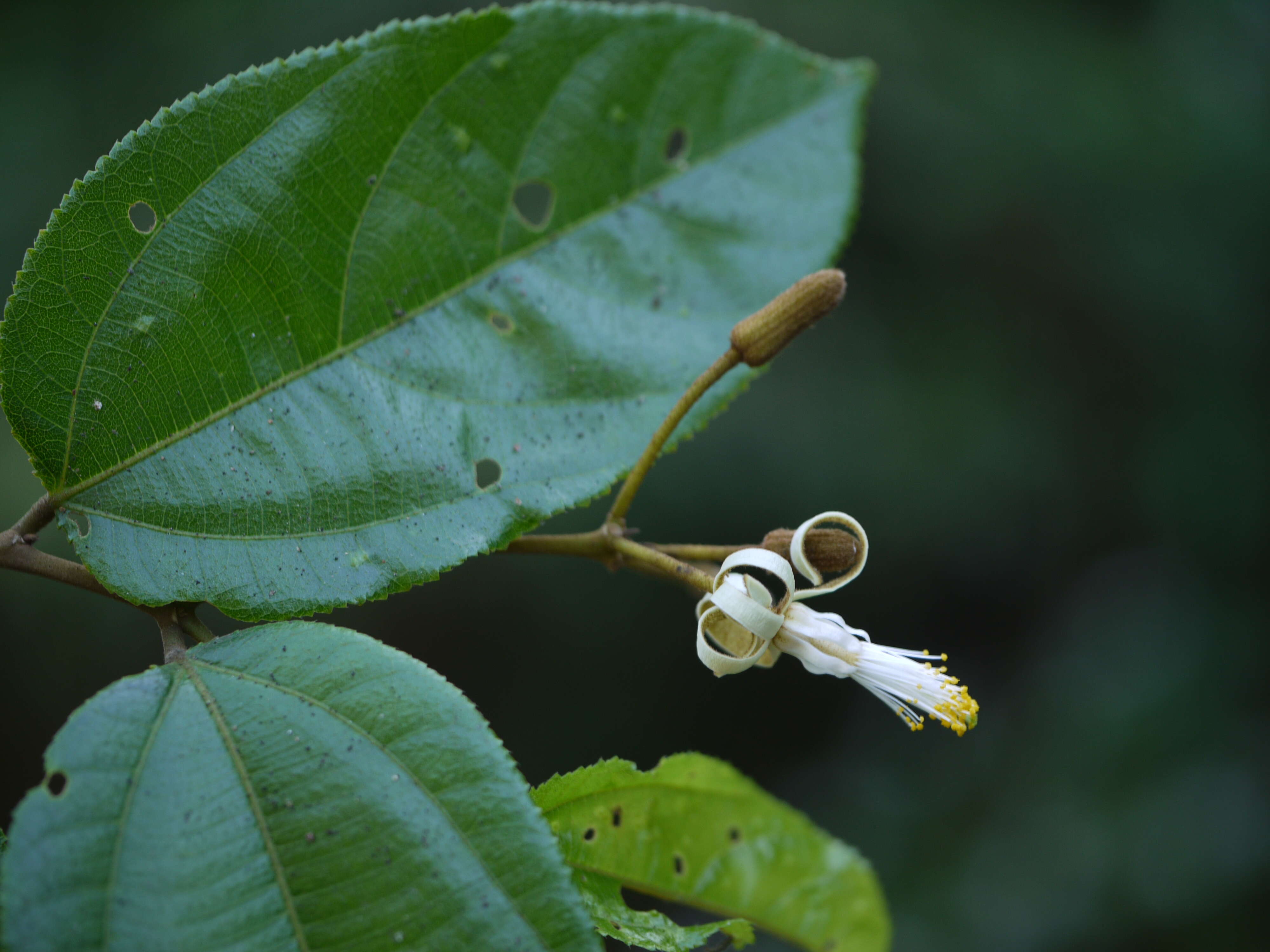 Image of Grewia umbellifera Bedd.