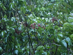 Image of Connarus monocarpus (L.) Wight & Arn.