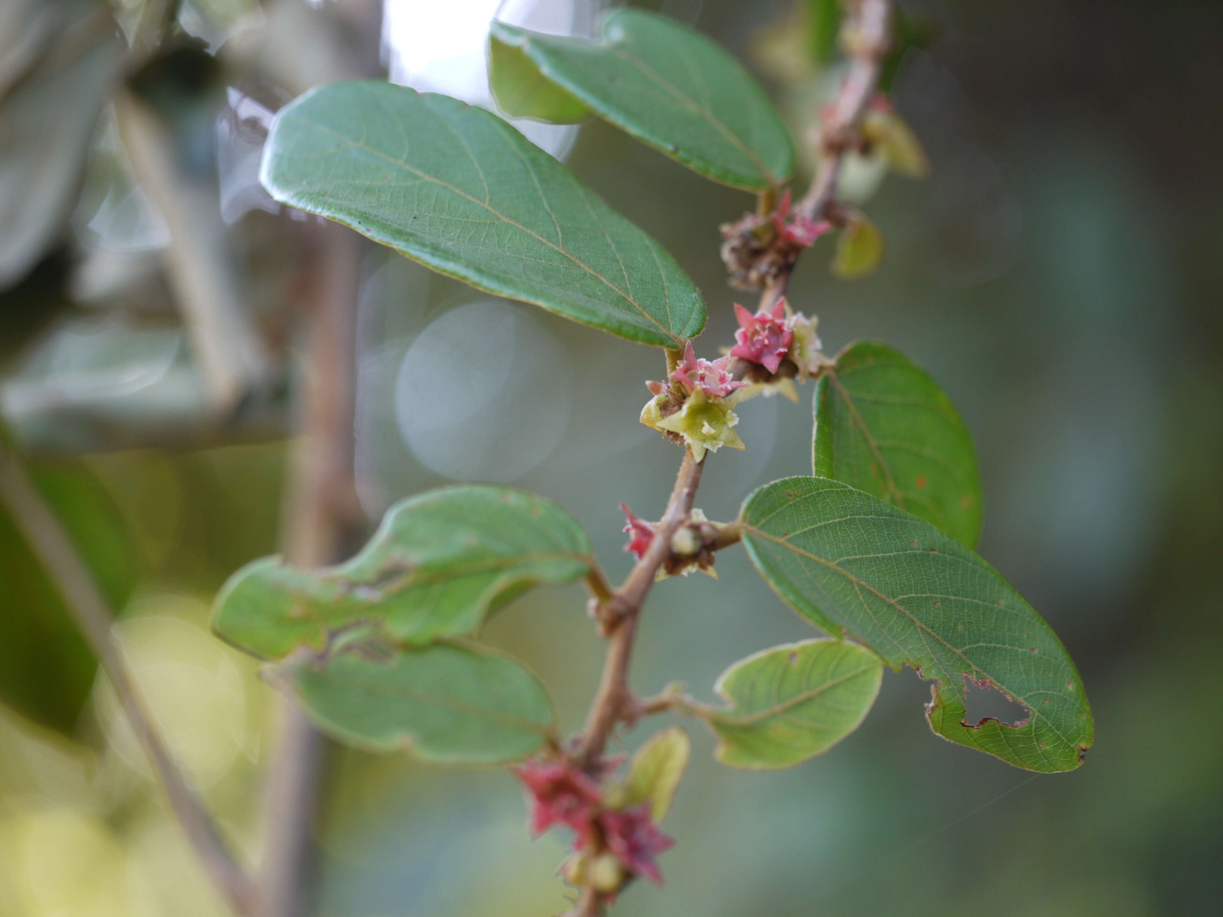 Image of Bridelia stipularis (L.) Blume