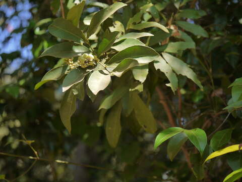 Image of Glycosmis pentaphylla (Retz.) Correa