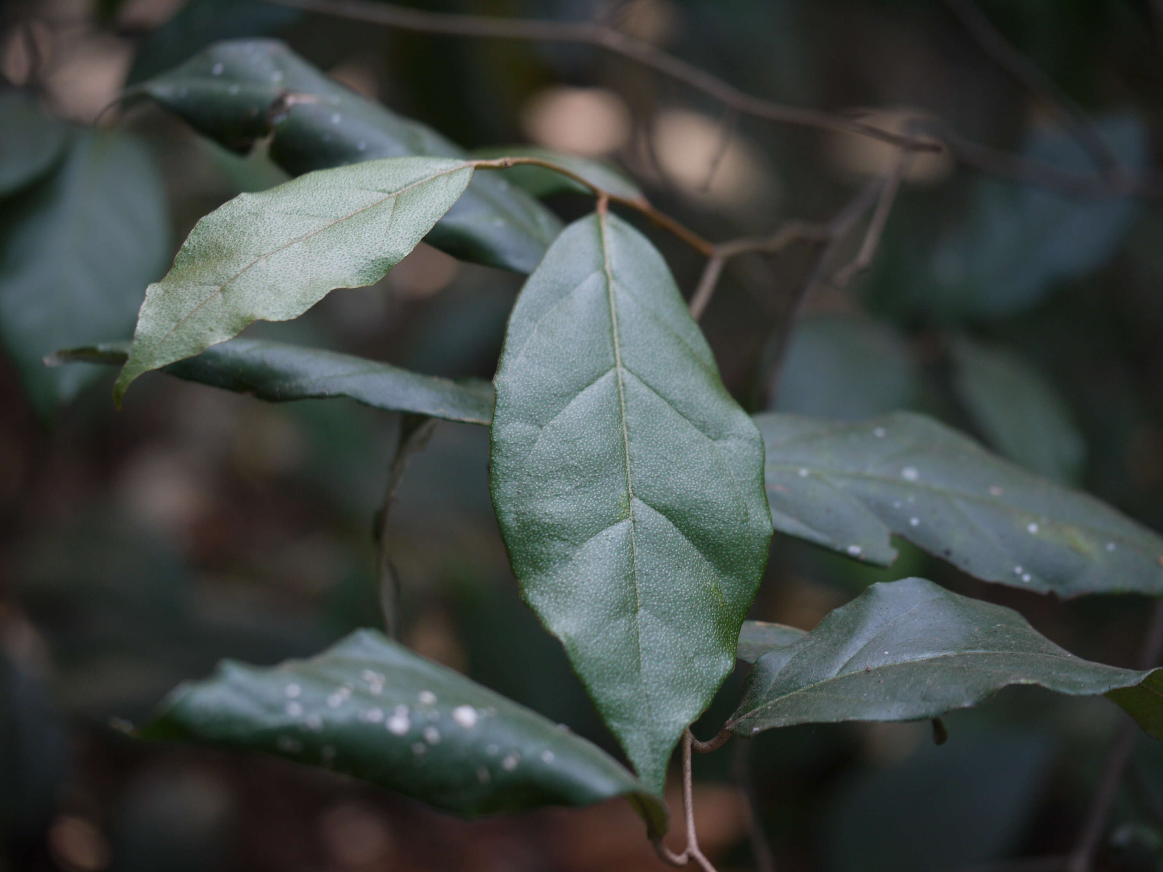 Image of Elaeagnus conferta Roxb.