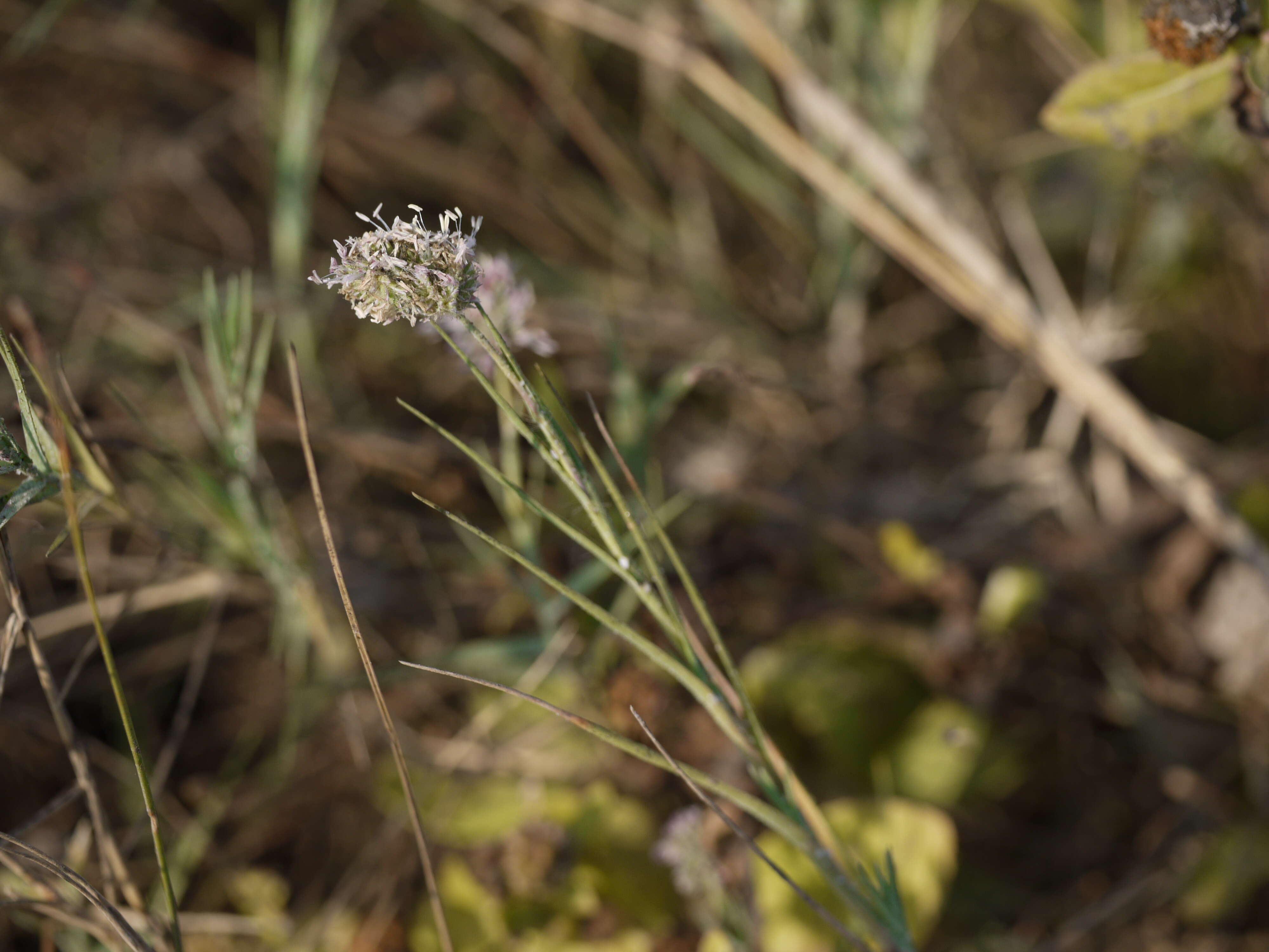 Imagem de Aeluropus lagopoides (L.) Thwaites