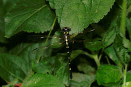 Image of Lamelligomphus nilgiriensis