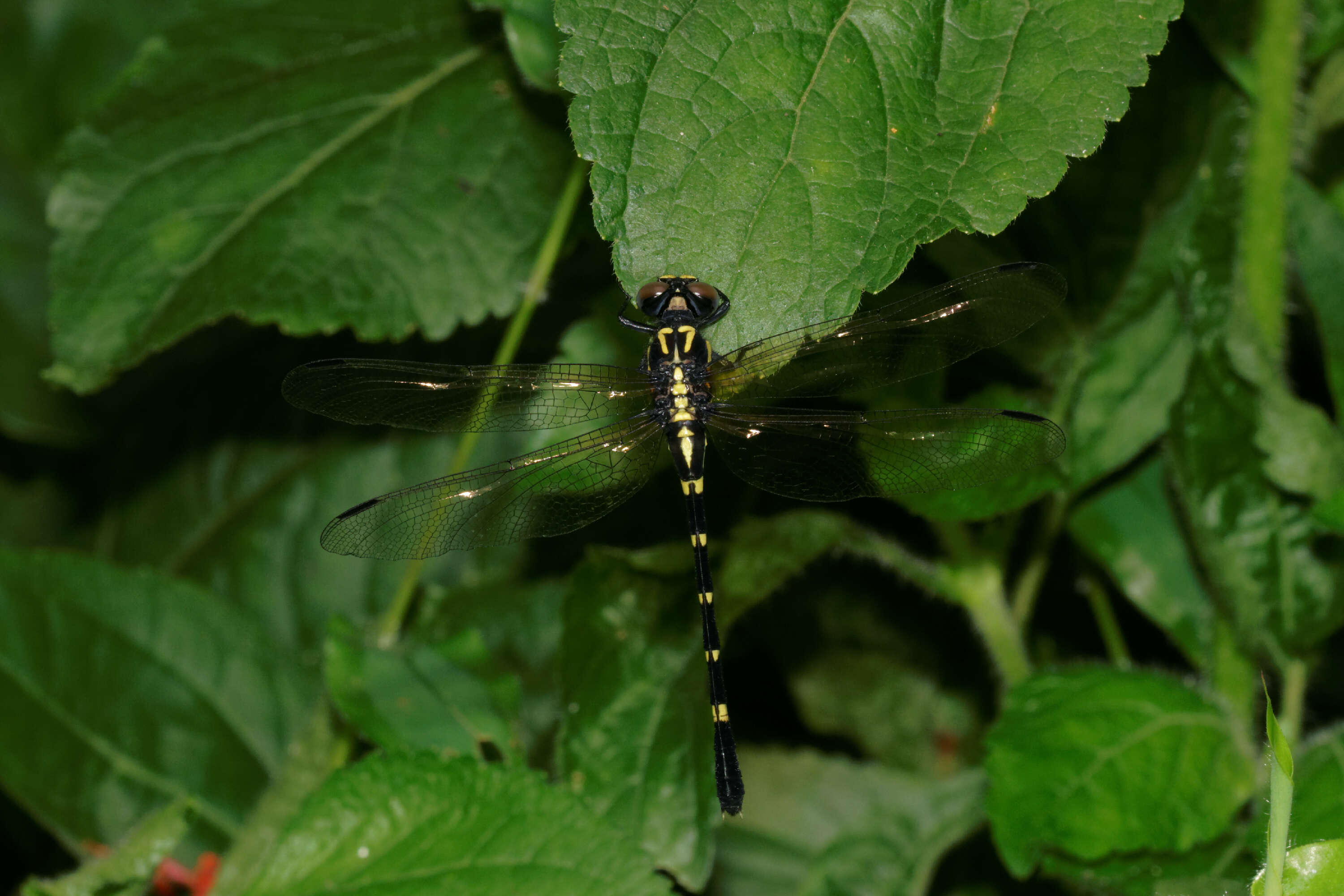 Image of Lamelligomphus nilgiriensis