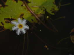 Image of Water-snowflake