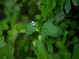 Image of torenia