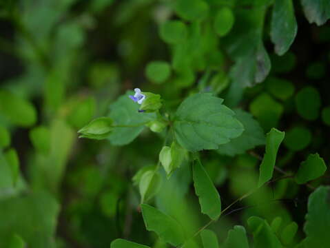 Image of torenia