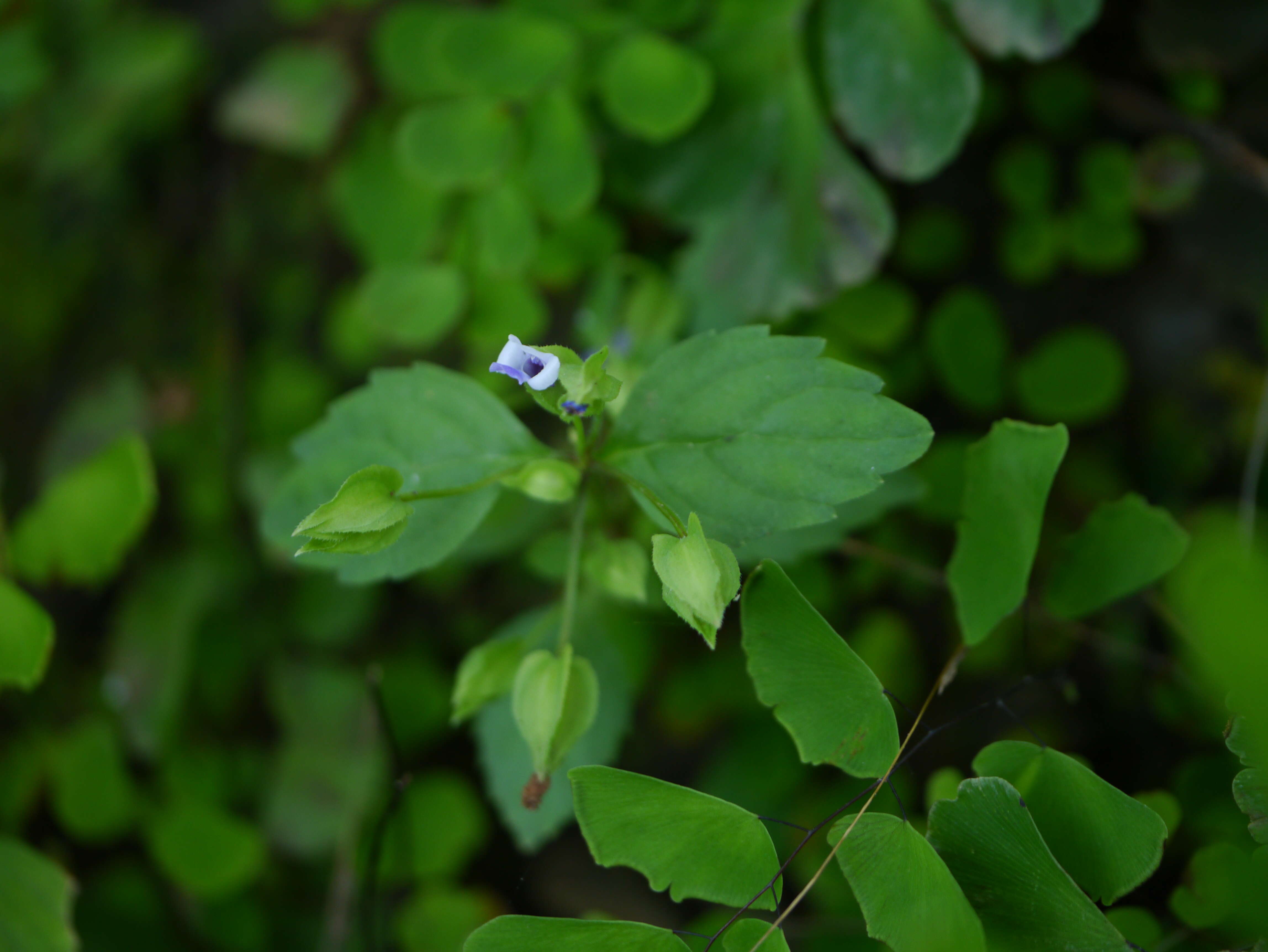 Image de Torenia