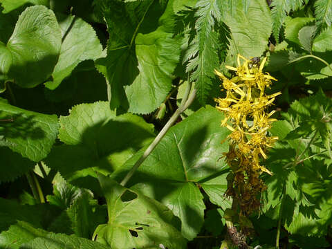 Image of Ligularia fischeri (Ledeb.) Turcz.