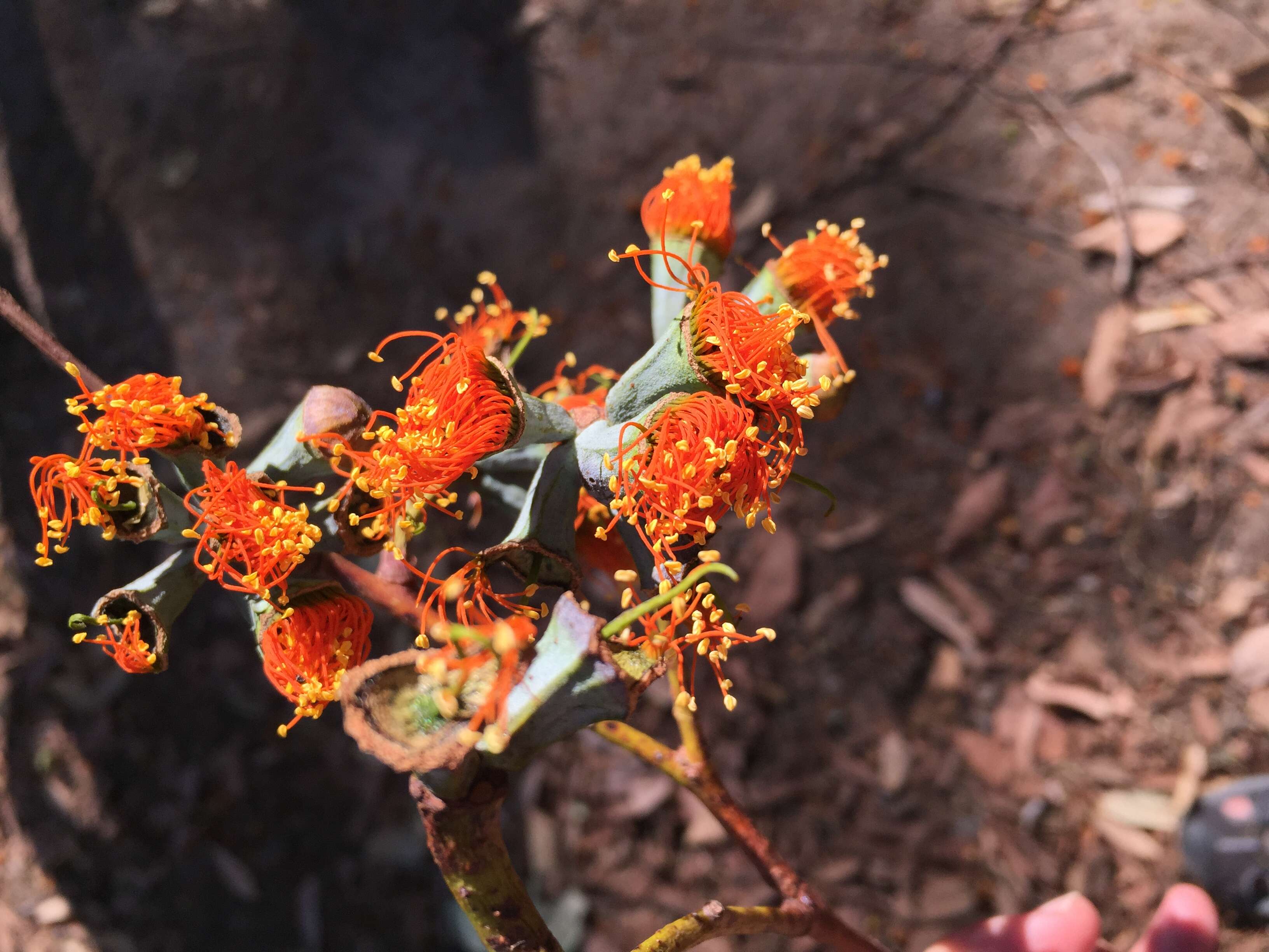 Image of Eucalyptus miniata A. Cunn. ex Schau.