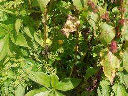 Image of Jacquemont's Cobra-Lily