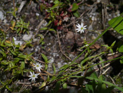 Imagem de Stellaria graminea L.