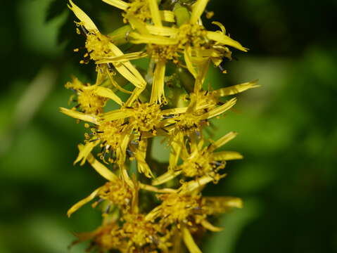 Image of Ligularia fischeri (Ledeb.) Turcz.