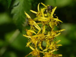 Image of Ligularia fischeri (Ledeb.) Turcz.