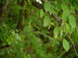 Euonymus fimbriatus Wall. resmi