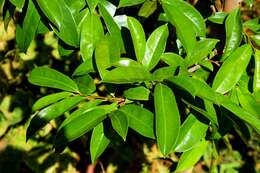 Image of soursop