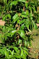 Image of soursop