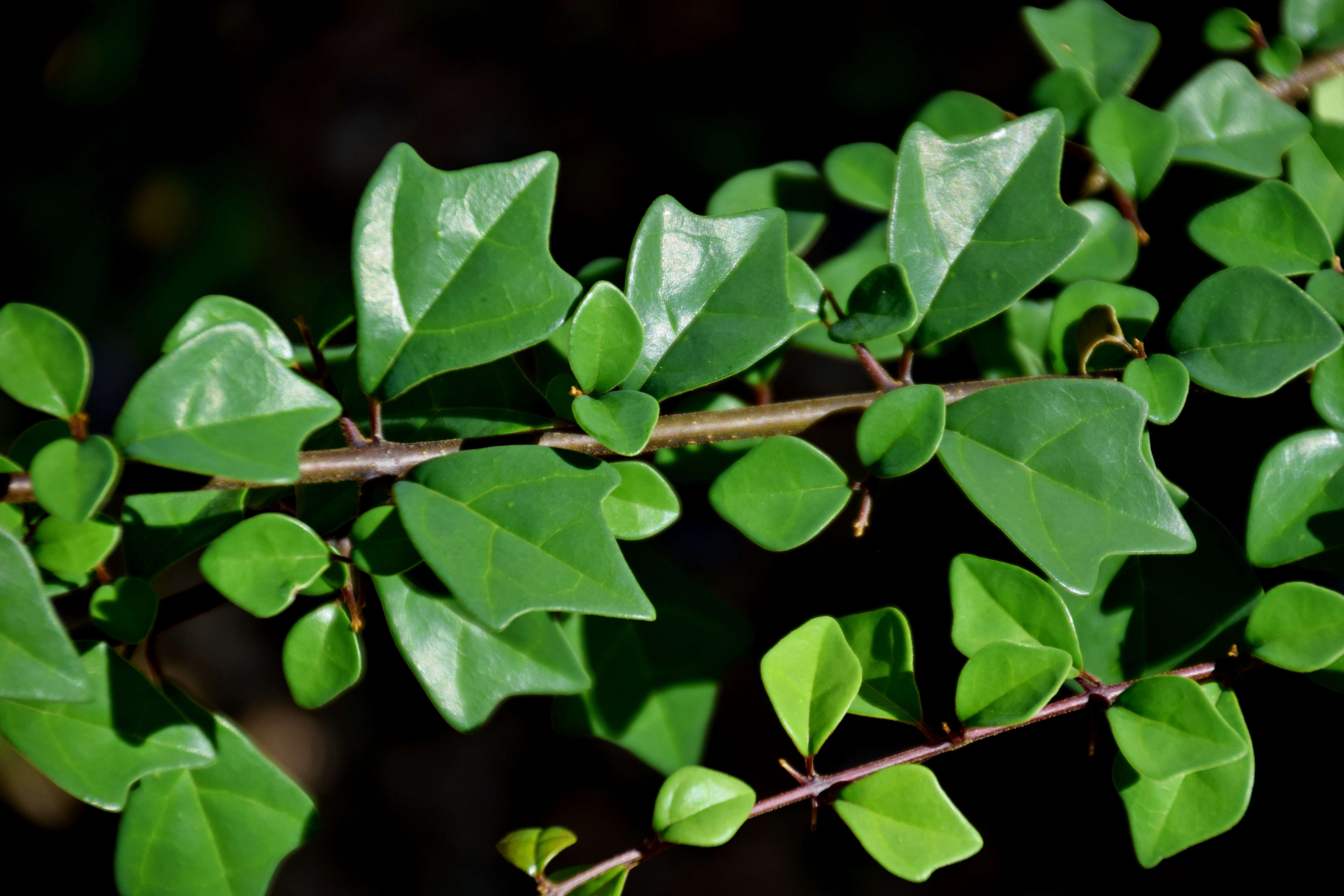 Image of wild sage