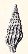 Image of Drillia rosolina (Marrat 1877)