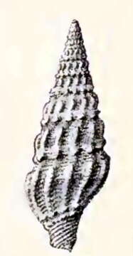 Image of Drillia rosolina (Marrat 1877)