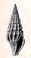 Image of Drillia rosolina (Marrat 1877)