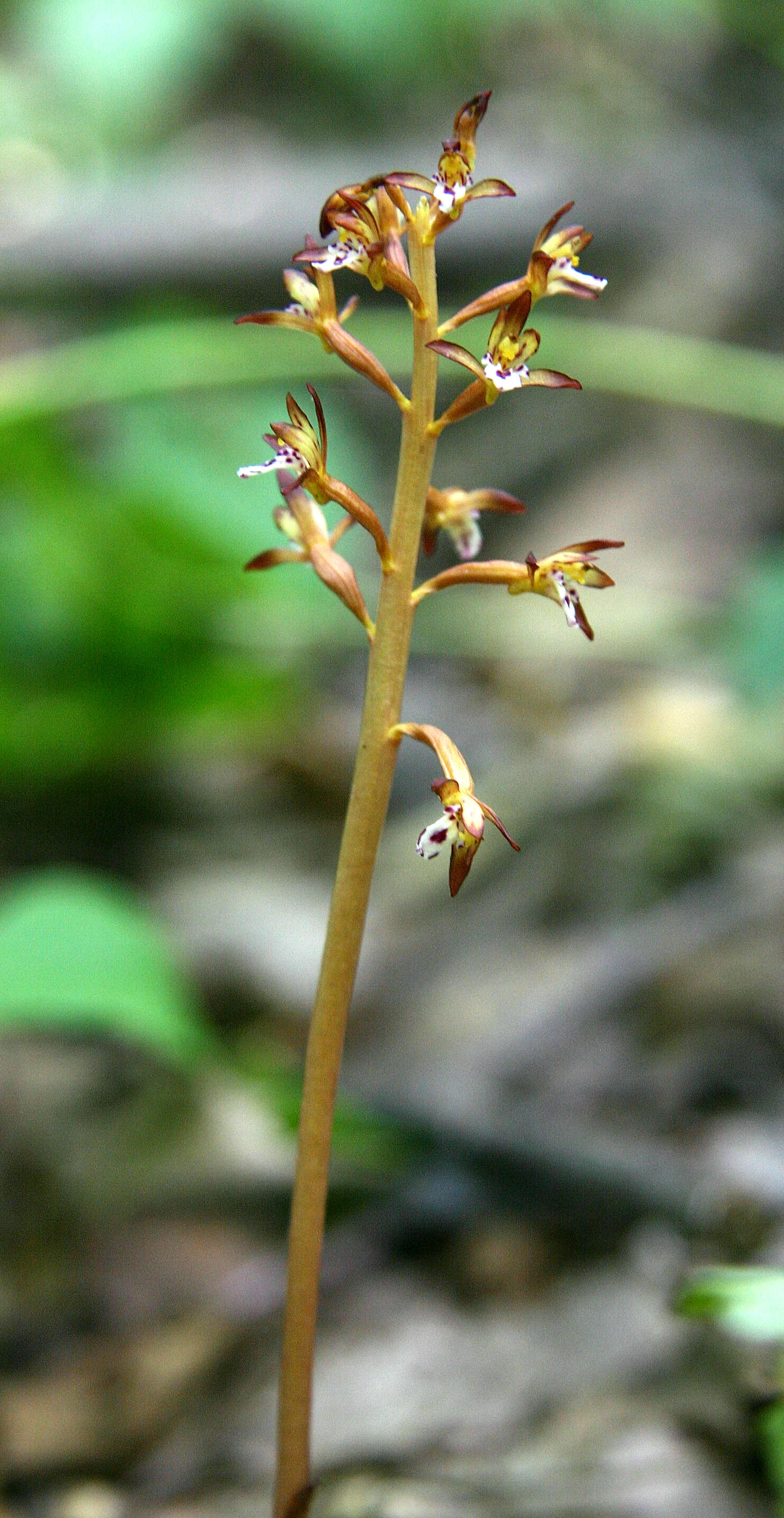 Image of Spotted coralroot