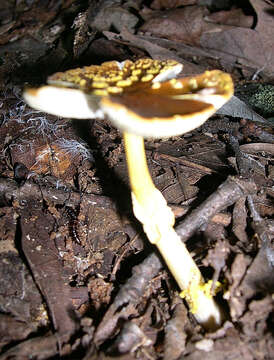 Image of Amanita flavoconia G. F. Atk. 1902