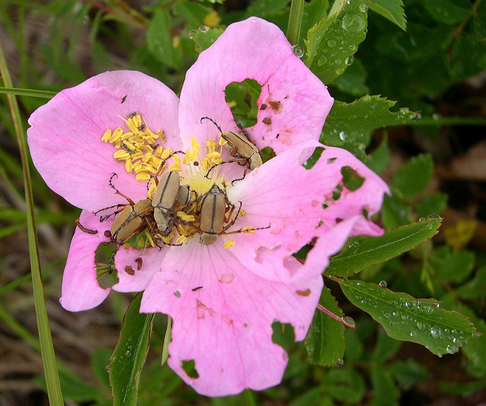 Image of Rose Chafer