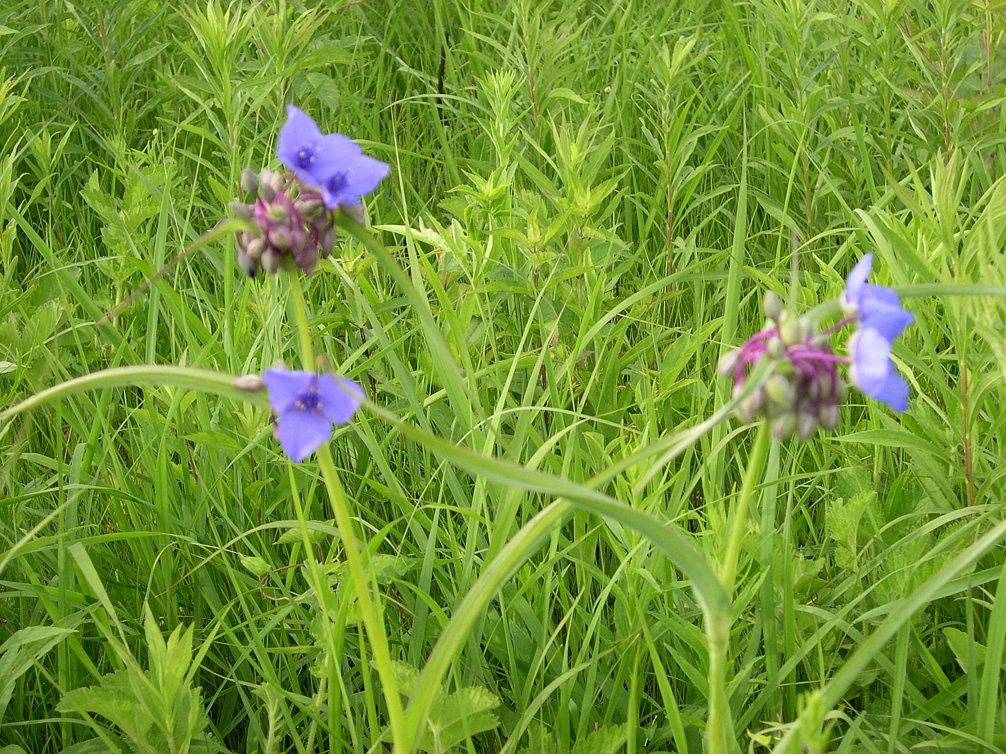 Слика од Tradescantia ohiensis Raf.