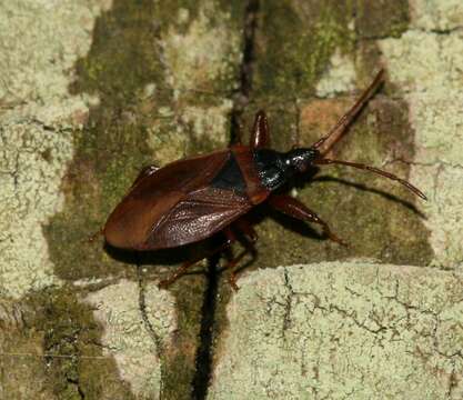 Image of Gastrodes (Gastrodes) grossipes De Geer 1773