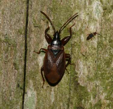 Image of Gastrodes (Gastrodes) grossipes De Geer 1773