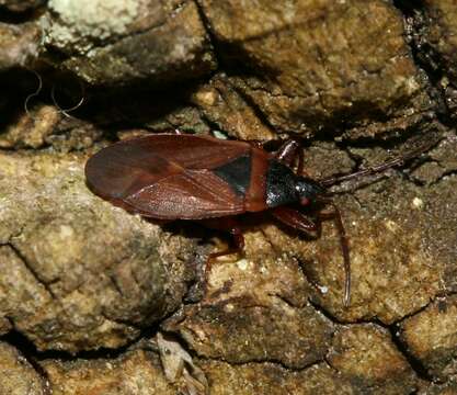 Image of Gastrodes (Gastrodes) grossipes De Geer 1773