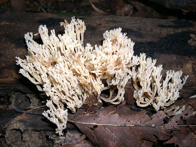 Image of Artomyces pyxidatus (Pers.) Jülich 1982