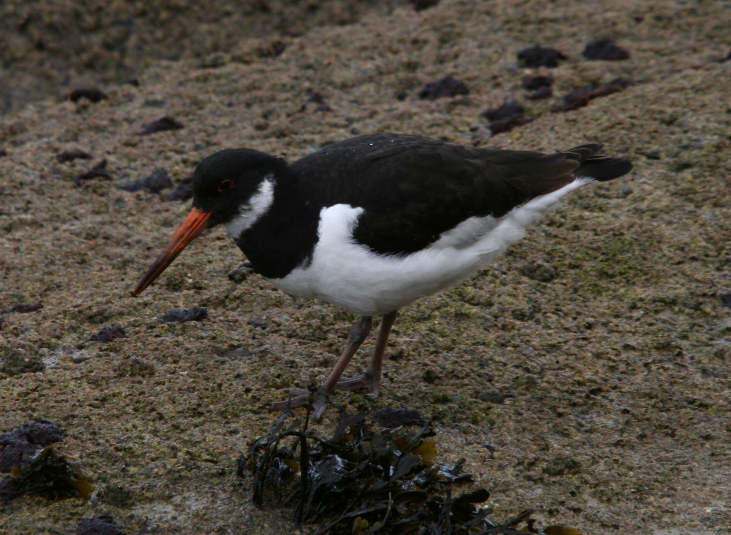 Image of oystercatcher, eurasian oystercatcher