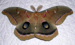 Image of Antheraea subgen. Telea Hübner (1819)