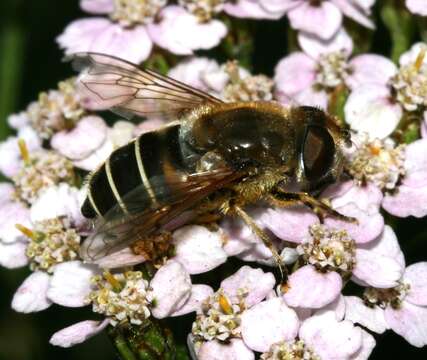 صورة <i>Eristalis nemorum</i>