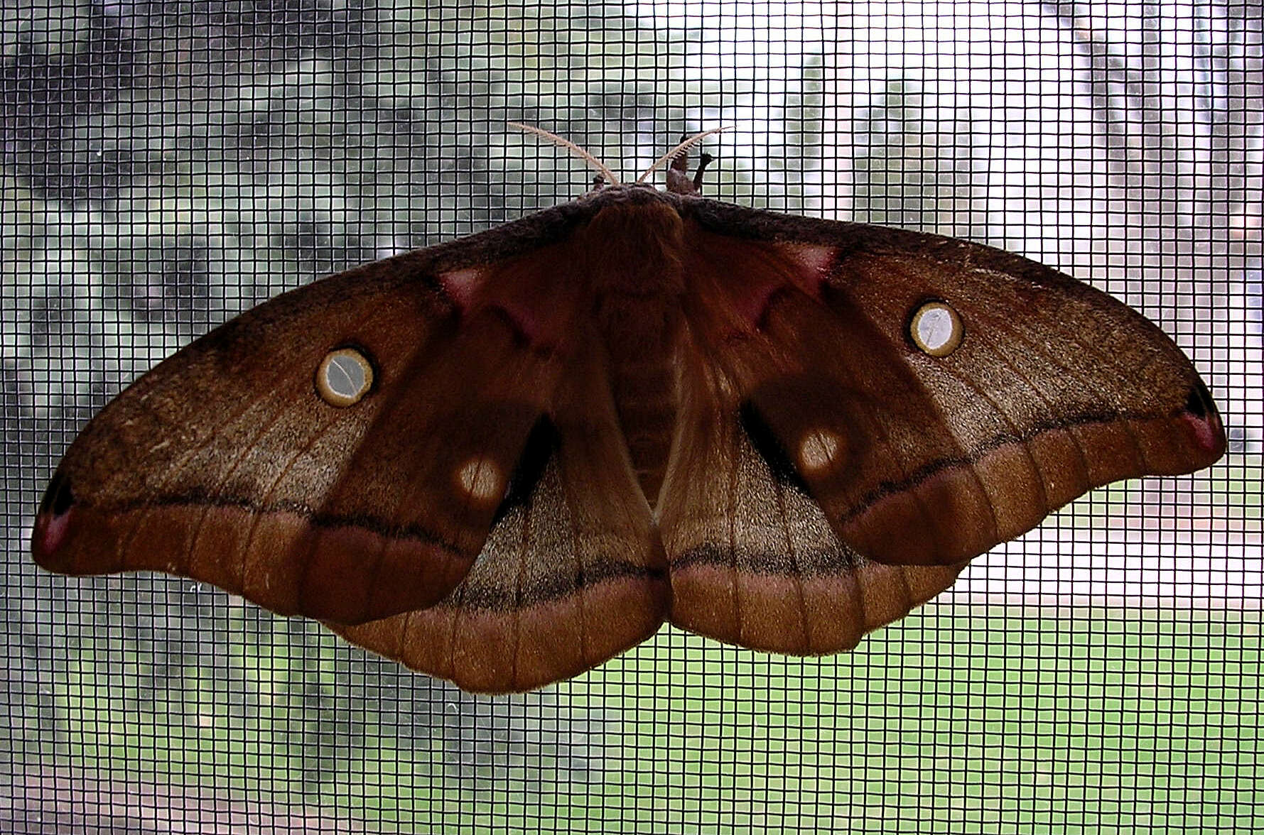 Image of Antheraea subgen. Telea Hübner (1819)