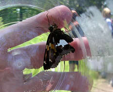 Image of Silver-spotted Skipper