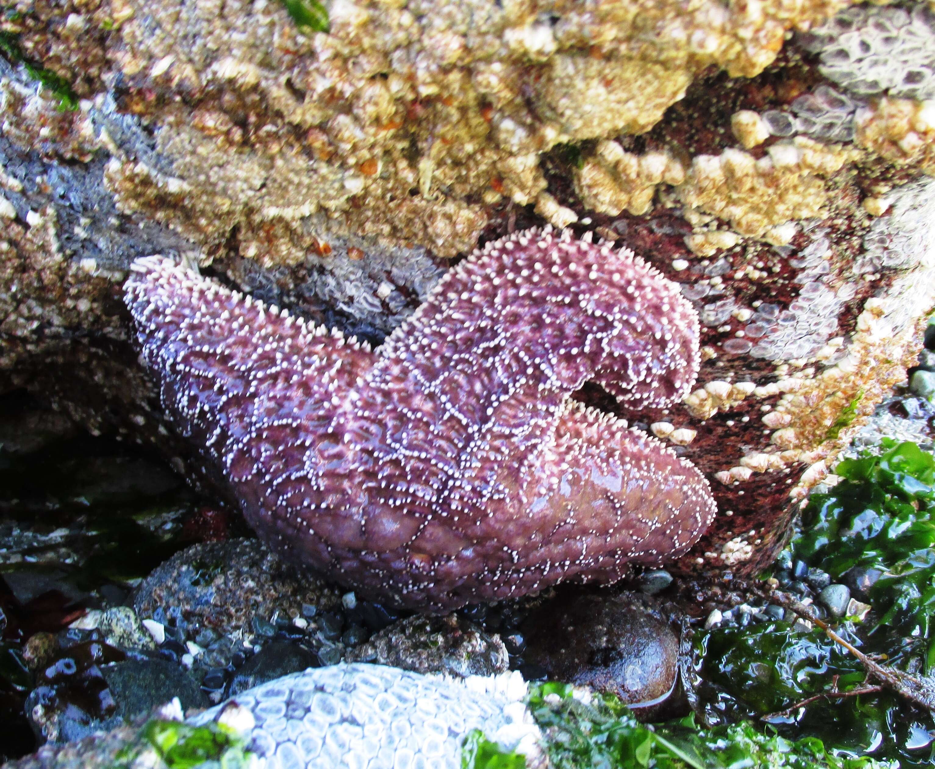 Image of ochre sea star