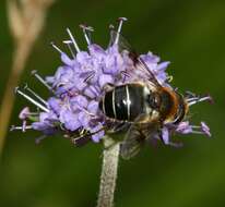 Image of Devil’s Bit Scabious