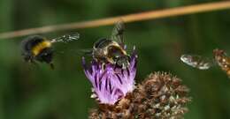 Image of Eristalis rupium Fabricius 1805