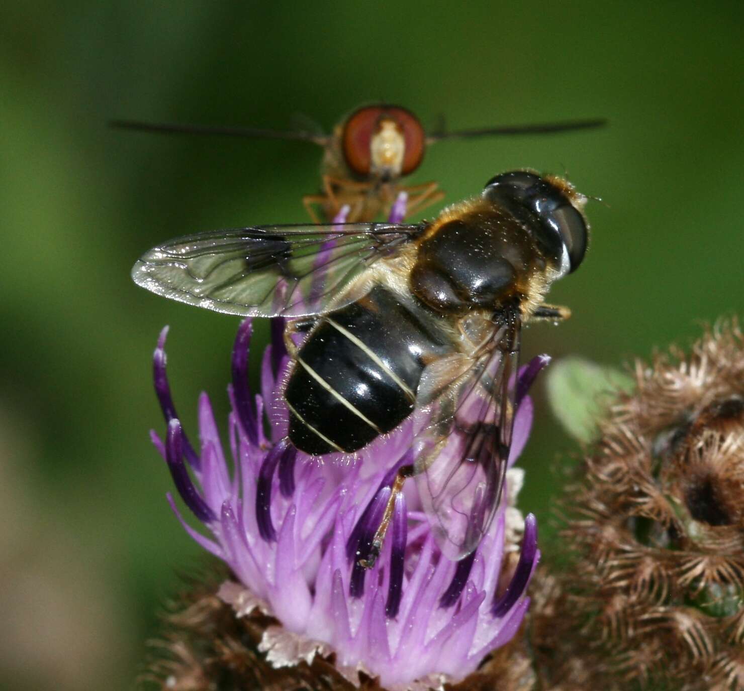 Image of Eristalis rupium Fabricius 1805